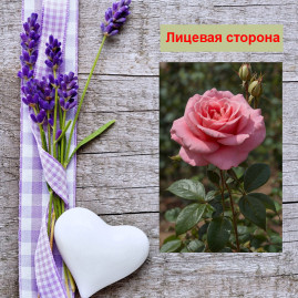 Мини открытка - карточка "Чайная, розовая роза", бирка для подарков, односторонние, 20 шт